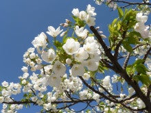 胴咲き桜 と 白い桜 とげまるな日々