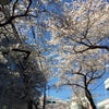 桜が咲いた♪の画像