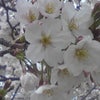 コラム: 桜と「からだ」の画像