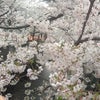 みもぱい桜の画像