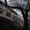 ♪祇園白川　満開の桜です♪の画像
