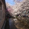 京都でお花見の画像