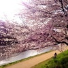 京都♡桜情報♡秘密のスポット♡の画像