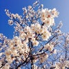 #サクラ祭り2014の画像
