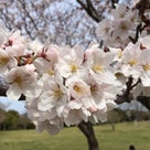 赤穂海浜公園の桜は見頃です^_^の記事より