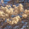 今日は、地元の桜まつりです☆の画像