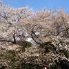 新宿御苑の花見から始まる半日の画像