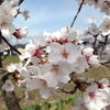 行ってきまーす！ただいまー！そして...新学期。の画像