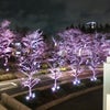 東京ミッドタウン桜ライトアップの画像