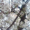 今年の桜は…の画像