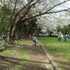 お花見の下見　続の画像
