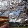 花見〜の画像