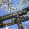 春、サクラ、華月さん。の画像