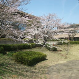画像 牛久運動公園の桜 の記事より 2つ目