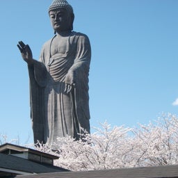 画像 牛久大仏とサクラ の記事より 8つ目
