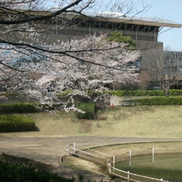 画像 牛久運動公園の桜 の記事より 1つ目