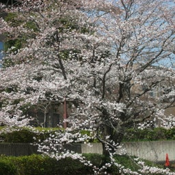 画像 牛久運動公園の桜 の記事より 5つ目