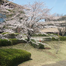 画像 牛久運動公園の桜 の記事より 4つ目
