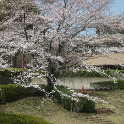 画像 牛久運動公園の桜 の記事より 3つ目