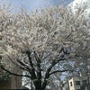 新年度になりましたヽ(ﾟ◇ﾟ )ﾉの画像