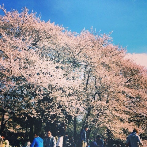 お花と一緒に暮らす＊の記事画像