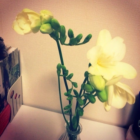 お花と一緒に暮らす＊の記事画像