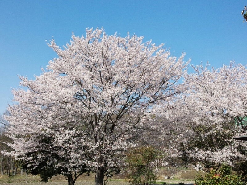 投稿写真