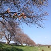白石川(宮城県)の桜の画像