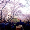 お花見in代々木公園の画像