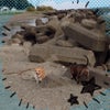 海へ☆の画像