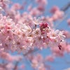 開花宣言の画像