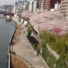桜〜の画像