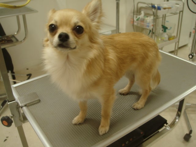 チワワカットスタイル まろくん 恵比寿トリミングサロン Dog S Palace