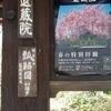 妙心寺 退蔵院の桜の画像