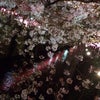 夜桜♥︎の画像