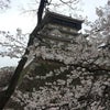 桜と苺の画像