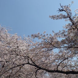 画像 自由が丘マルシェでした の記事より 5つ目