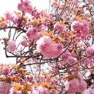 大阪、造幣局の桜の通り抜け♪の記事より