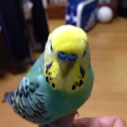 投稿写真