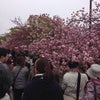 造幣局の桜の画像