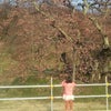 花見の画像