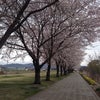 桜満開！！の画像