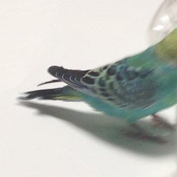 投稿写真