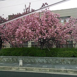 八重桜2014年