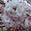 桜のぼんぼりの画像