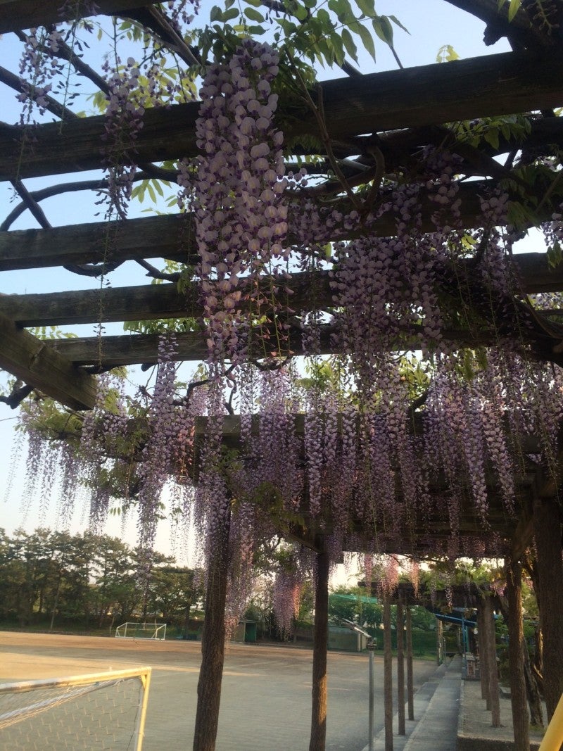藤の花の記事画像