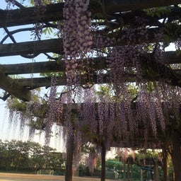 画像 藤の花 の記事より