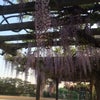 藤の花の画像