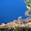弘前桜まつりの画像