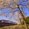こまちと桜の画像
